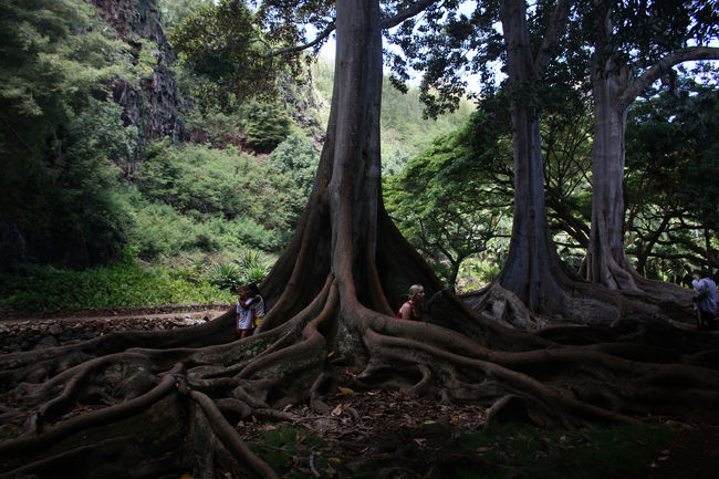 カラフルなお花などはほとんど無く、そこの歴史とめずらしい植物などについてを知識豊かなガイドさんが説明してくれました。植物を専門にしている友達はとても楽しんだようでした。