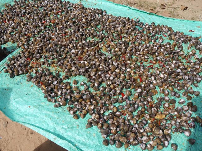 スラ・スランで干してあったシジミ。<br /><br />生のシジミを干して、半分口のあいた状態だ。<br />現地の女の子に「食べる？」と聞かれ<br />躊躇したがトライした。<br /><br /><br />生ではなかった。<br />ニンニクとナンプラーに漬け込んだ物だ。<br />口が開いたら食べれるそうだ。<br /><br /><br />要は日光で煮ているようだ。<br />驚いた事においしい。<br />レストランでは出ないだろうな。