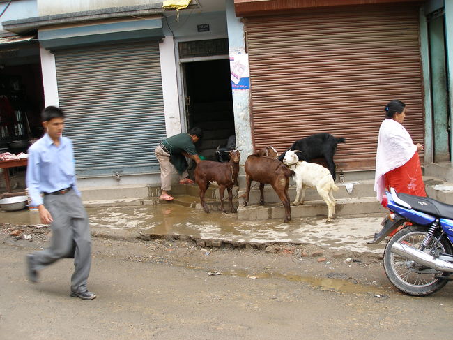 お祭りの時、ヤギが食べられます。お肉やの前にはヤギがいっぱい。