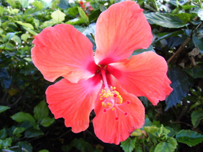 きれいに咲いています。<br />ああ、ここはハワイ。そんな気持ちにさせてくれます。