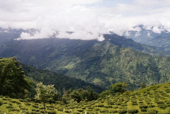 ダージリンといえば「紅茶」だ。<br />ダージリンティーを飲む。私がこの町を訪れた大きな理由のひとつだった。<br /><br />私は街の一角にある、紅茶がおいしいということで有名な店「カフェ・グレナリーズ」に入り、ストレートのイングリッシュティーを注文することにした。<br /><br />私はルビー色の紅茶を啜りながら、インドの「チャイ」について思いを巡らせた。<br />現在、インドやパキスタン、バングラデシュなどの地域では「チャイ」が日常的に飲まれている。<br /><br />けれども、インドでチャイが日常的に飲まれるようになったのはごく最近、19世紀のイギリス統治時代以降のことなのだそうだ。<br />チャイは、イギリス植民地支配の副産物なのである。<br /><br /><br />★★★メインブログの詳細記事はこちら↓★★★<br />インドの紅茶の里「ダージリン」で本場のダージリンティーを飲む ? チャイの歴史もご紹介<br />https://search-ethnic.com/travel/darjeelingtea/