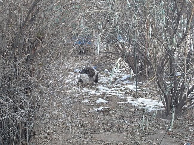 ぱ、ぱ、パンダ！！！！！！？？