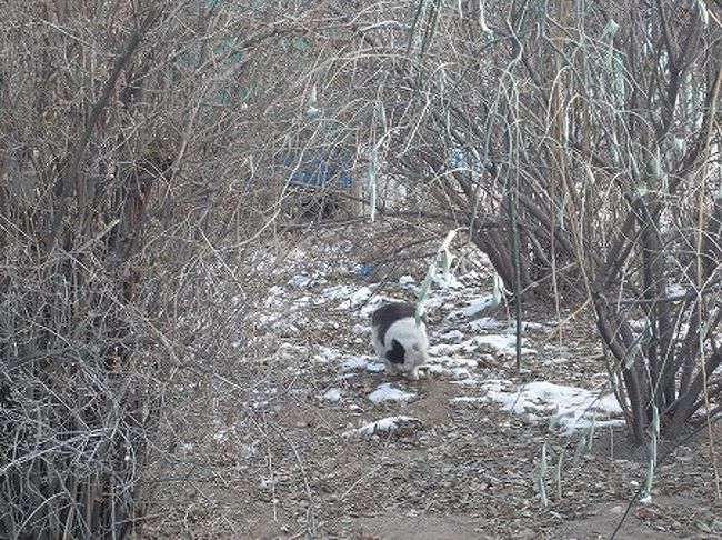 と思いきや、ネコでした・・はは。<br />ビックリしたでしょ（笑）