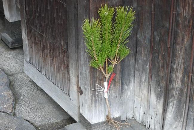 これが京の門松、「根付きの松」です。５０センチほどの根付きの松に半紙を巻いて水引でくくった質素なものです。