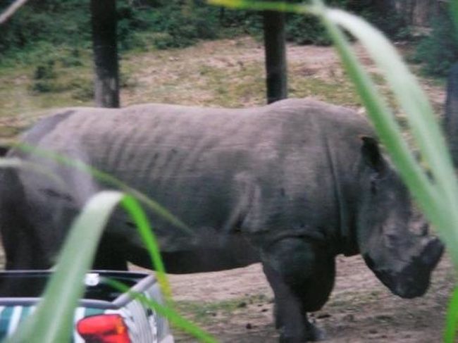 テラスから　動物が見えます。