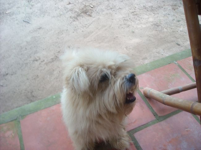 ご飯目当てに寄ってきた犬。<br /><br />なんだか、目が必死で、歯が鋭くて怖かった；；<br /><br />頼むから、そんなに見ないで〜＞＜