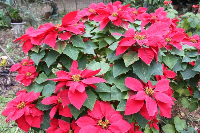 沖縄のポインセチアは大きいです。