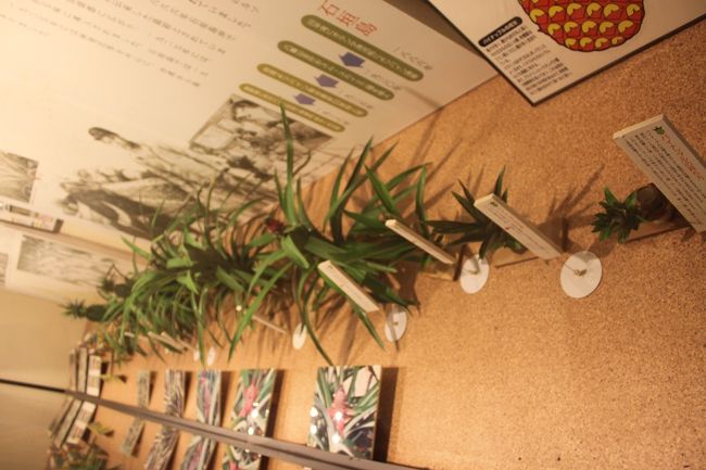 パイナップルの育ち方です。