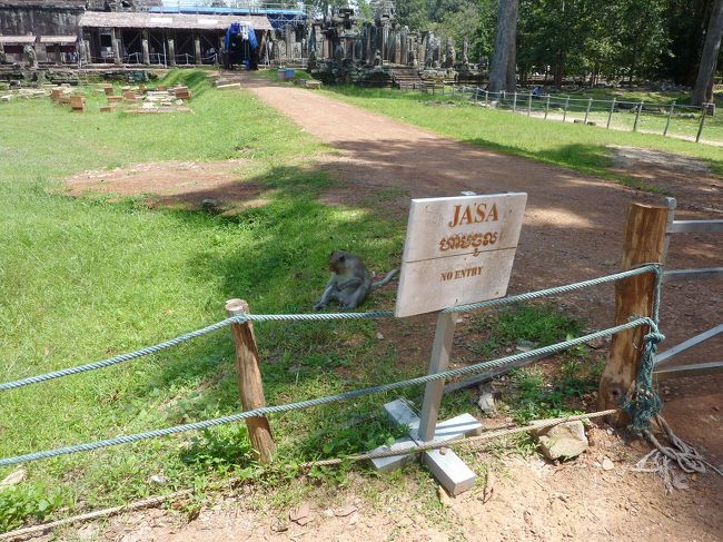 アンコールトム敷地内にいた猿
