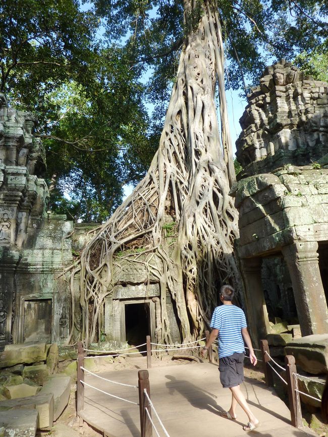 タ・プローム<br /><br />見どころは大樹が遺跡に絡みつくところでしょう。