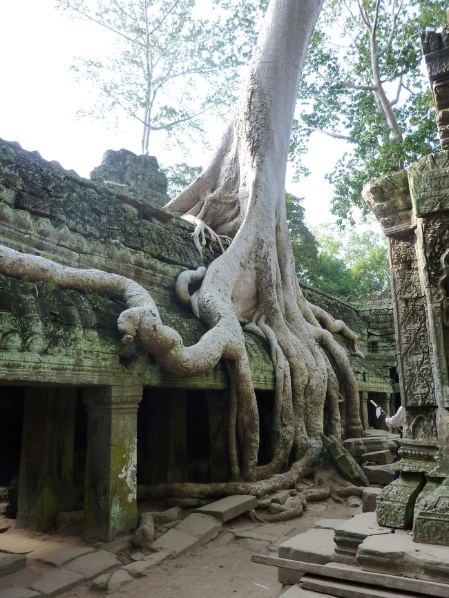 タ・プローム<br /><br />見どころは大樹が遺跡に絡みつくところでしょう。