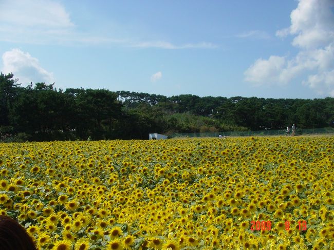 八戸の隣町、おいらせ町の工業団地にある「日本フードパッカー」の運動場一面がひまわりで埋め尽くされています。