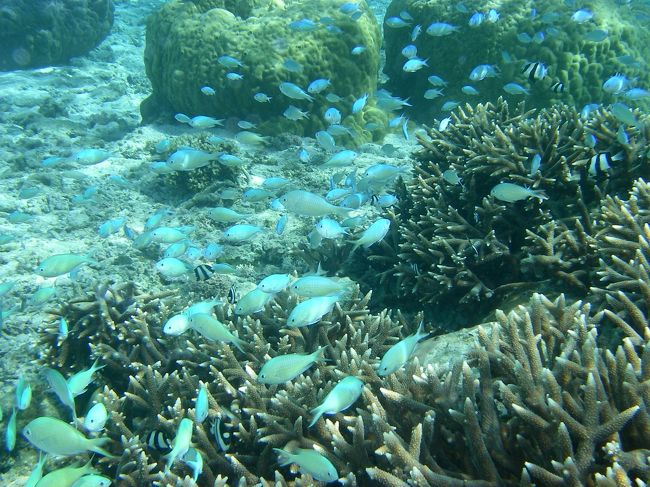 スズメダイ<br /><br /><br />ベタな水中風景ですが<br />光が当たるとめちゃキレイ