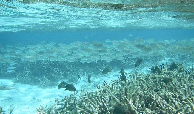 アミアイゴの群れ<br /><br />地味ですが集団で向かってくるとなかなかの迫力<br />一緒に群れましょう