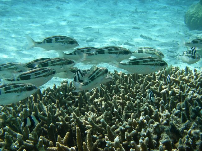 ヨコシマタマガシラ<br />サンゴの切れ目にぐっちゃり群れてます<br /><br /><br />これウマそう(*￣¬￣)o―∈~