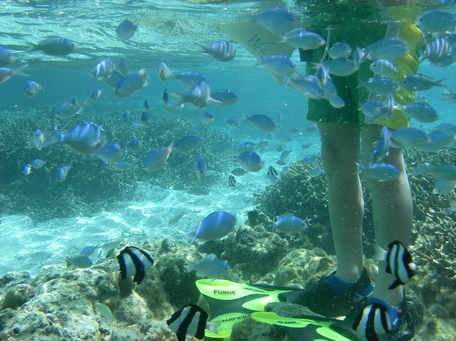 ほら<br />身長１２０?の息子でも足が着きます<br />こんなに浅いのにこの魚の多さです<br /><br />