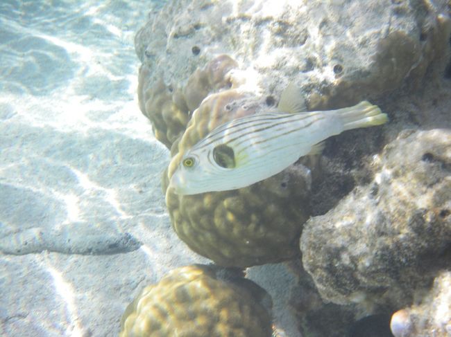 スジモヨウフグ<br /><br />無愛想なおっさんみたい