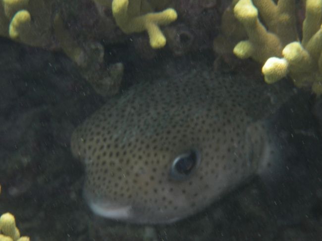 ネズミフグ<br /><br />いつも笑顔で口元ニンマリ<br />超かわいいんです<br /><br /><br /><br /><br /><br /><br /><br /><br />