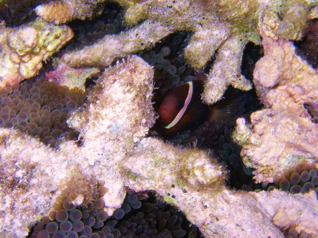 クマノミ<br /><br />群生エダサンゴの上のサンゴの隙間<br />イソギンチャクを見つけたら遭遇率大です<br /><br /><br /><br /><br /><br /><br /><br /><br /><br />