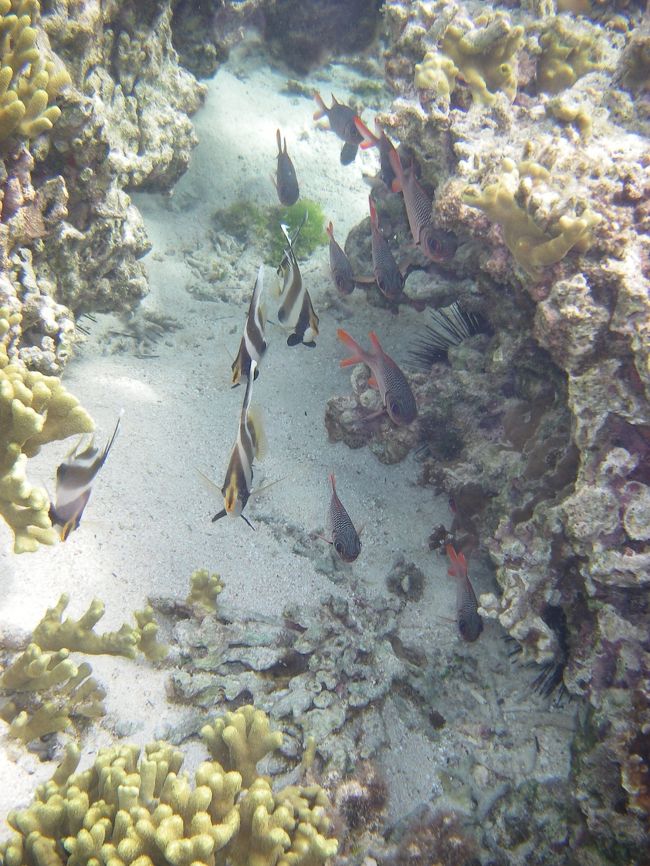 たまには正面から撮影してみました<br /><br />ハタタテダイとマツカサ<br /><br />マツカサ‥煮付けたらウマいよきっと(￣¬￣*)