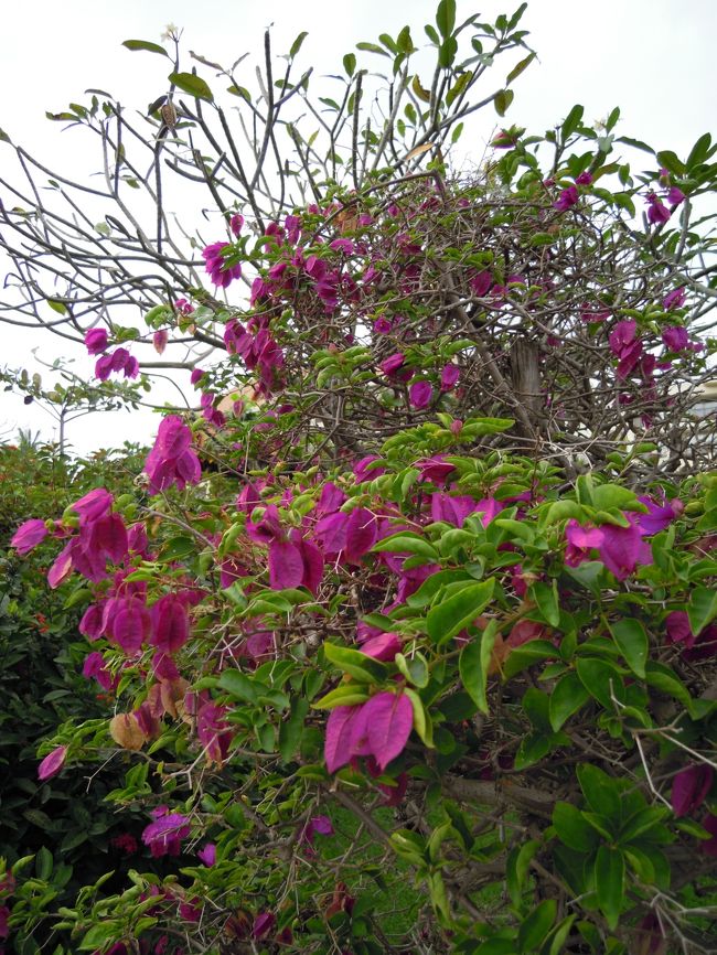 葉が色づいて、ホオヅキみたい。