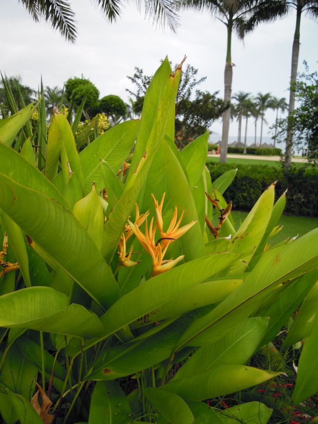ゴクラクチョウカの黄色版？<br />初めて見たので、パチリ