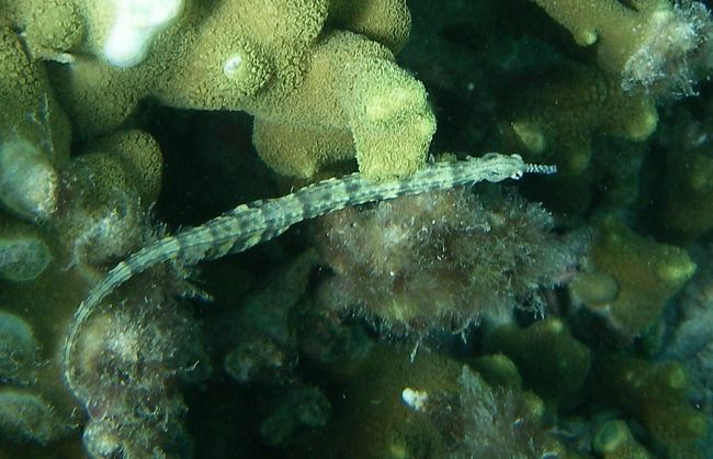 さてさて本日の水中<br /><br /><br /><br />わかります？<br />細長〜い物体<br /><br />ヨウジウオです<br />ヨウジじゃなく割りばしくらいのサイズね<br /><br /><br /><br />