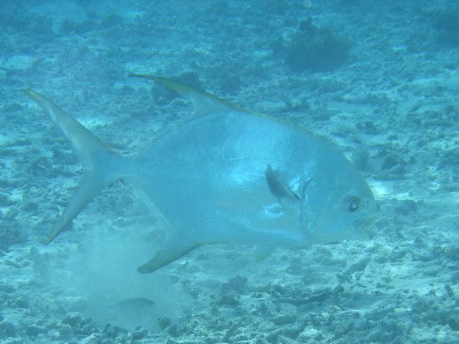 アジ？<br />息子いわく「俺よりデカかった」<br />ホントかよ(￣ρ￣)