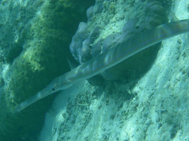 ヤガラ　　<br /><br />平和なその顔がなんかいいよねーー