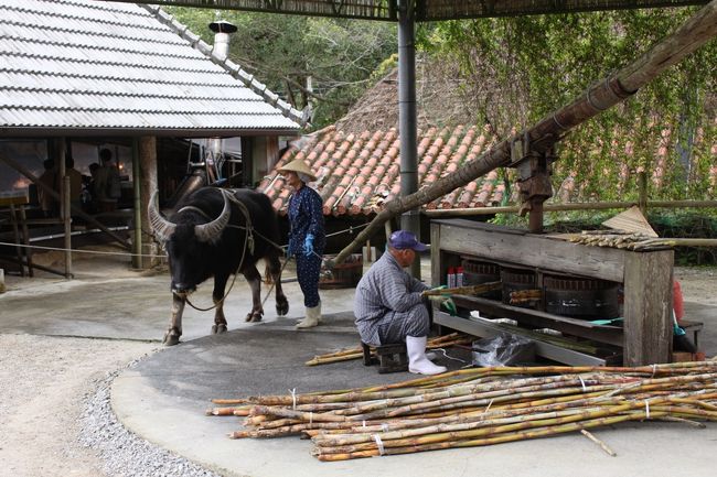 牛が回ってサトウキビを絞ります。
