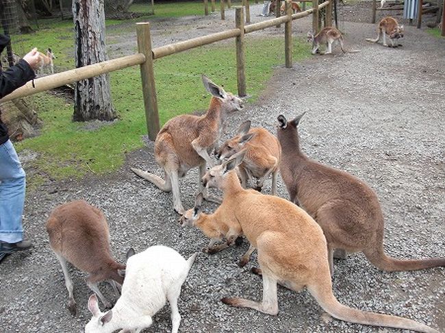 オーストラリア定番です。<br />カンガルーです。<br />餌をあげることもできます。