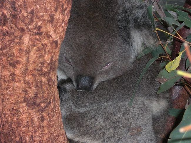 コアラもいます。<br />でも、寝てはります。。