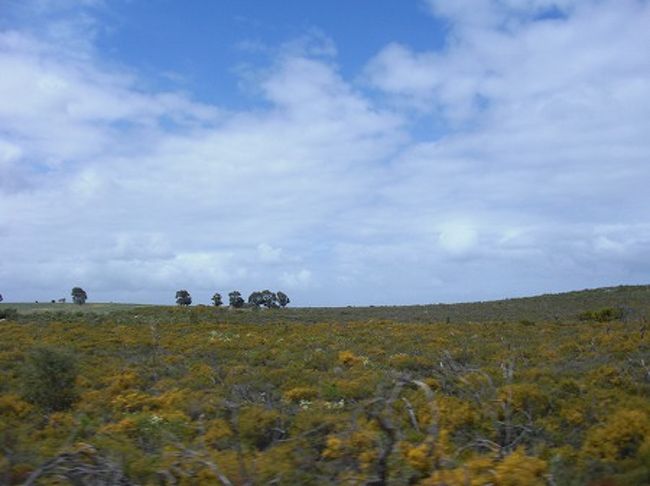 続いてバスはピナクルズを目指します。約３時間ほどの行程になります。<br />この時期の西オーストラリアはワイルドフラワーが咲き乱れ風景も美しい！<br />天気も良くなってきました。