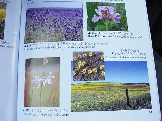 ずっと景色ばっか眺めてたら、ガイドさんがワイルドフラワーに興味があるのかと思い、ワイルドフラワーの本を貸してくれました。。