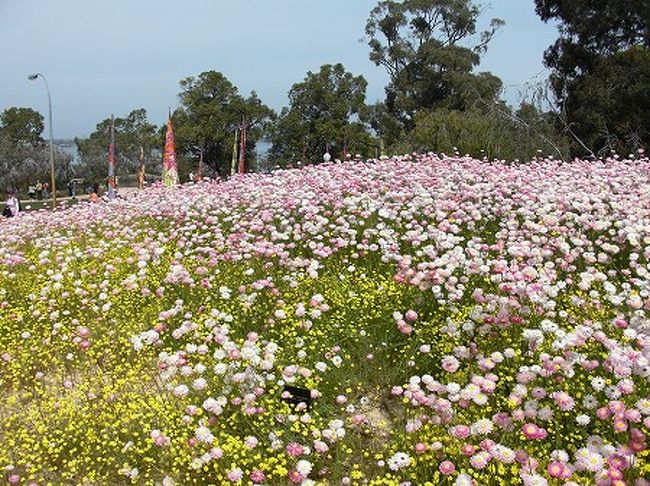 ワイルドフラワーも満開です！
