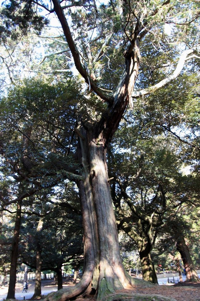 大きな木<br /><br />境内には立派な木がたくさんありました。<br />この木もすごく大きくて思わず撮ってしまったのですが、他にも有名な木がいっぱいあるみたいでした。<br />