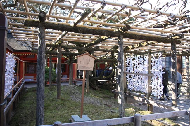 砂ずりの藤<br /><br />慶賀門を入った所の棚作りの藤で、５月初旬頃に花房が１ｍ以上にも延び、砂にすれるということからこの呼名があります。ノダフジの変種といわれます。<br /><br />摂関近衛家からの献木と伝えられ、鎌倉時代後期（１３０９年）に描かれた絵巻物「春日権現験記」にも記されている古い藤で、樹齢は８００年といわれます。<br /><br /><br />当然今はまだ何もありません。<br />５月になったらまた見に来たいです。<br />