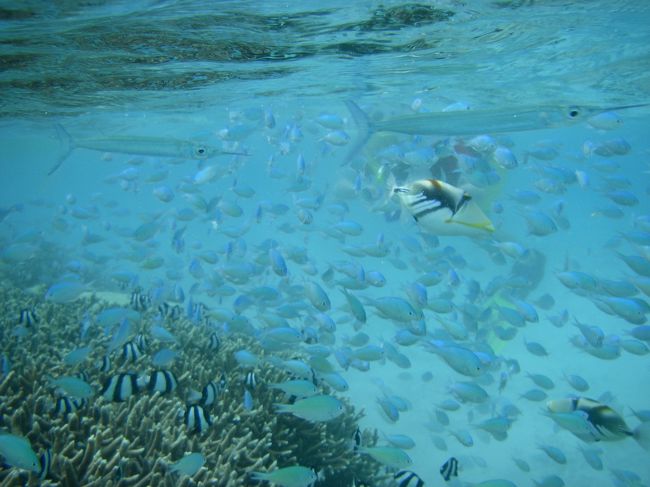 今日も相変わらずクリアーな水中<br />これだから楽しくてやめられない\(￣ー￣)／<br /><br />ダイビングと違ってシュノーケリングは楽チン！<br />