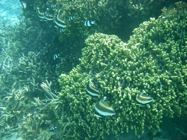 このサンゴの割れ目<br />フグが住んでるんです<br /><br />前回来た時もいました<br /><br /><br /><br /><br /> <br /><br />