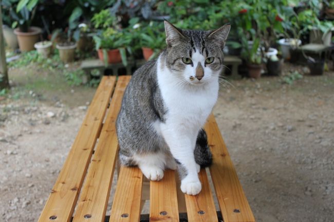 みかん農家でシーサーのように座っていました。