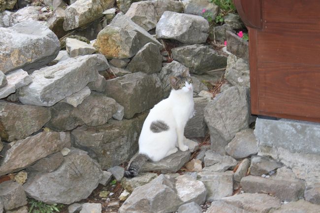 今帰仁城跡　券売所左前