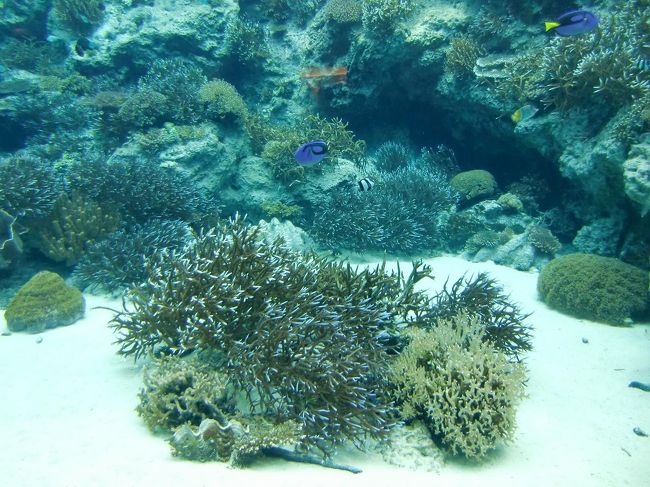 出来るだけ接近してサンゴや熱帯魚を観察する。ダイビングしなくても沖縄の海に潜っているような気になる。これは楽しい。