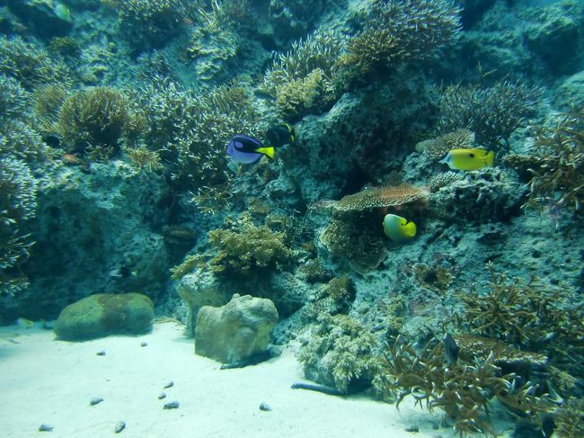 写真：サンゴの海。「沖縄美ら海水族館」の詳しい説明は以下のサイト参照。<br />http://www.kaiyouhaku.com/