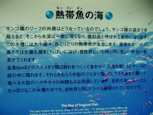 次は、サンゴ礁のリーフの外側にある「熱帯魚の海」に行く。