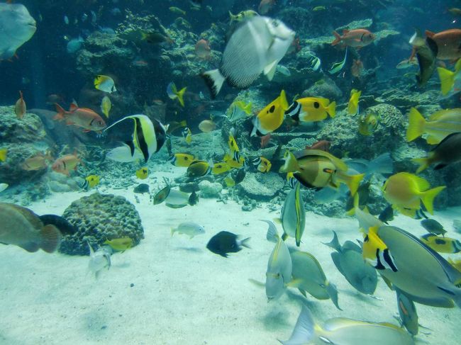 熱帯魚の海（写真）では色鮮やかな魚が泳ぎまわり、見飽きない。15：30から指導員による水槽解説と餌与えがあった。