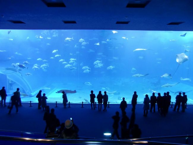 最後は「美ら海水族館」の最大の見せ場「黒潮の海」（写真）である。