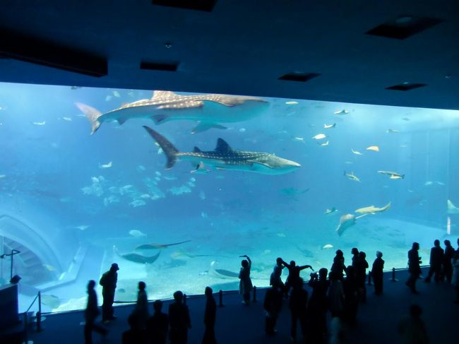 複数のジンベエザメ、マンタ、カツオの群れが悠然と泳ぐ大水槽（写真）。迫力満点！