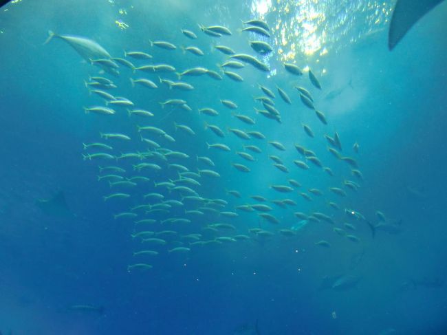 水槽に接近して見上げれば、まさにダイバー気分である。水槽の深さ10ｍ、幅35ｍ、奥行き27ｍ。