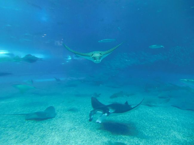 寒い冬にダイビングやシュノーケルをしなくても沖縄の魚達に会える。妻は「すごい、すごい」と感動している。