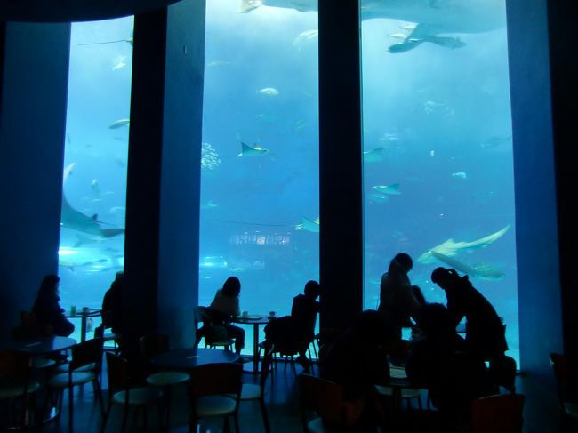私が一番気に入った場所が「カフェ・オーシャンブルー」（写真）である。黒潮の海の巨大水槽に隣接した場所にあり、コーヒーを飲みながら、目の前でジンベエザメやマンタが横切っていくのが見える。